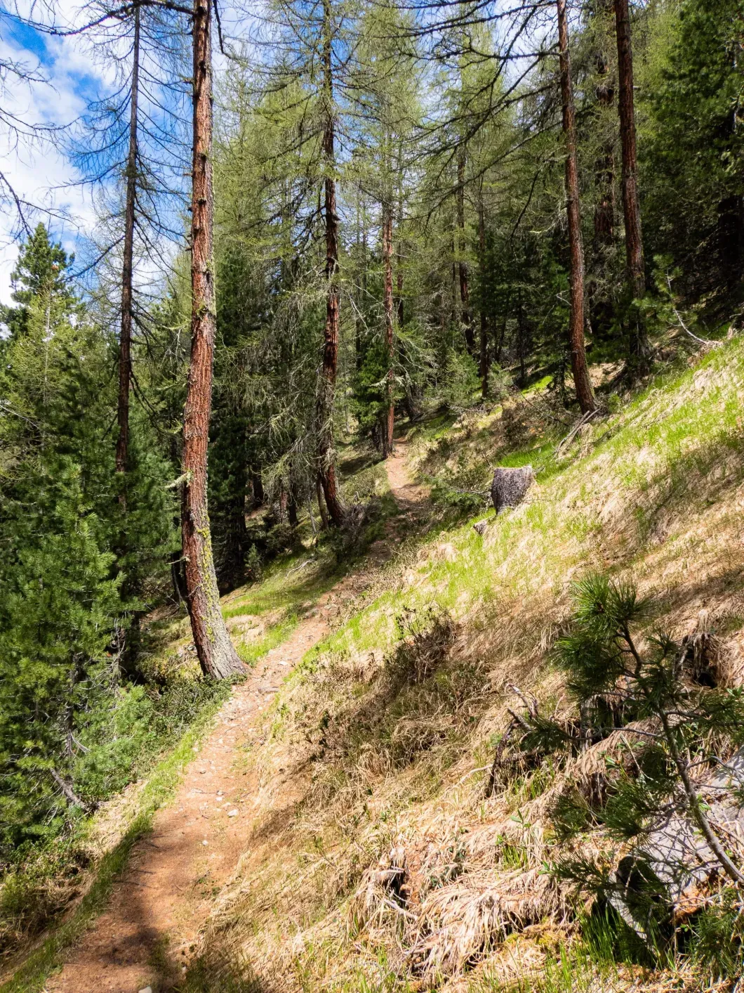 Passeggiate nei boschi